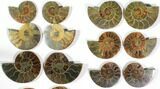 Lot: to Polished Cut/Polished Ammonite - Pairs #116661-1